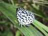 butterfly-image