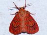 moth-image