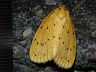moth-image