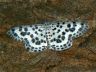 moth-image