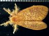 moth-image
