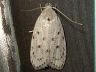 moth-image