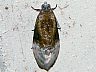 moth-image