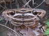 moth-image