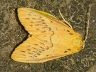 moth-image