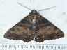 moth-image