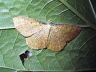moth-image