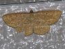 moth-image