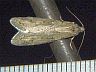 moth-image