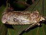 moth-image