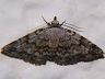 moth-image