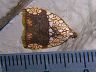 moth-image
