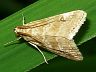 moth-image