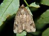 moth-image