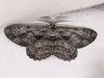 moth-image