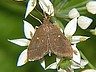 moth-image