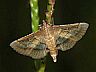 moth-image