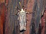 moth-image