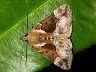 moth-image