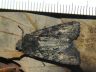 moth-image
