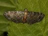 moth-image