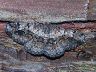 moth-image