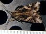 moth-image