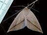moth-image