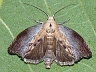 moth-image