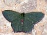 moth-image