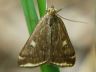 moth-image