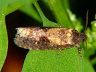 moth-image