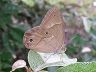 butterfly-image