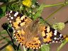 butterfly-image