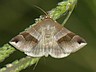 moth-image