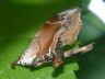 moth-image