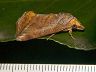 moth-image