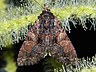 moth-image