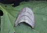 moth-image