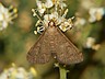moth-image