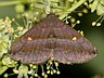 moth-image