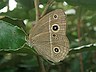 butterfly-image