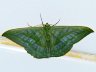 moth-image