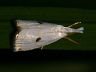 moth-image