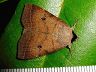 moth-image