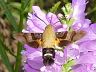 moth-image