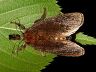 moth-image