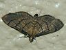 moth-image