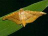 moth-image