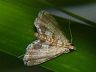 moth-image